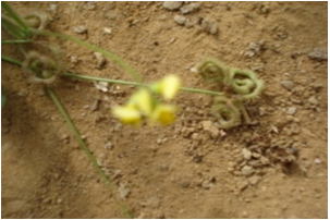 SCORPIURE A FRUITS EPINEUX image 1