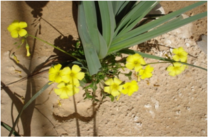 OXALIS CORNICULEE  image 1