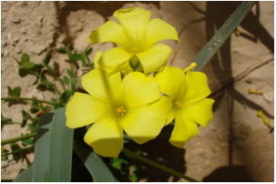 OXALIS CORNICULEE  image 2