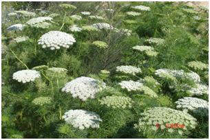 DAUCUS BISNAGA image 1