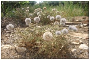 ECHINOPS image 1