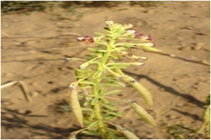 CLEOME image 2