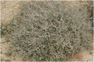 ATRIPLEX image 1