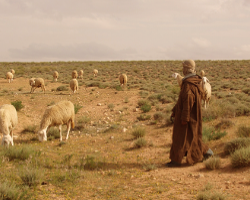 Effet du surpâturage conjugué à la sécheresse en milieu steppique (Région de Boussaâda).