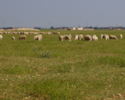 Effet du surpâturage conjugué à la sécheresse en milieu steppique (Région de Tiaret)