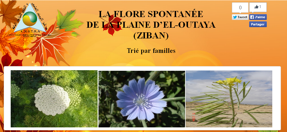 La flore spontanée