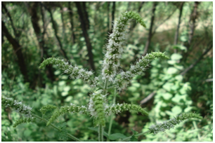 MENTHE A FEUILLES RONDES image 2