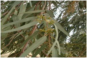 EUCALYPTUS image 2