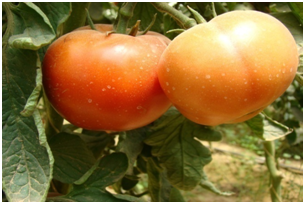 TOMATE image 1